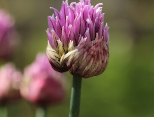 Hortus Botanicus
