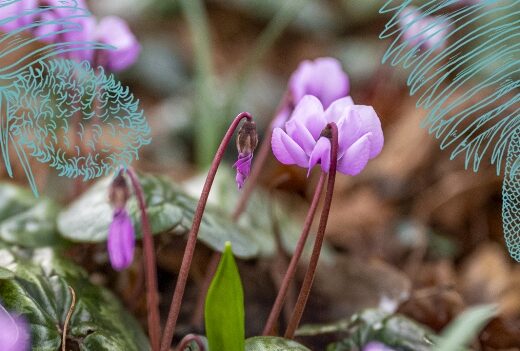 Hortus Botanicus Leiden